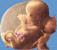 The Fetus